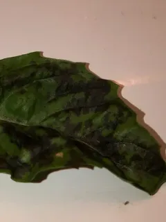 Basil downy mildew thumbnail 2