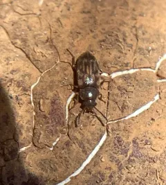 Multi-spotted Hairy Fungus Beetle thumbnail 2
