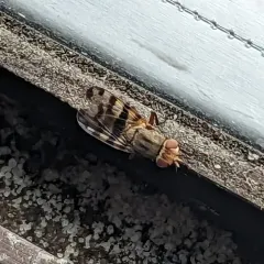 Narrow-Banded Picture-Winged Fly thumbnail 2