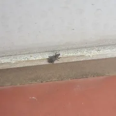 Clover Weevil thumbnail 4