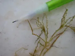 holly-leaved water nymph thumbnail 2