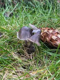 Mycena hudsoniana thumbnail 2
