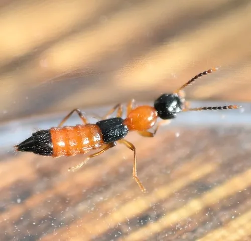 Iowa Tomcat Rove Beetle