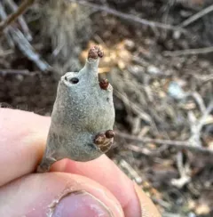 Zapatella quercusphellos thumbnail 1