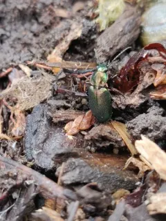 Agonum suturale thumbnail 2