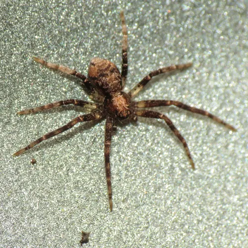 Philodromus josemitensis