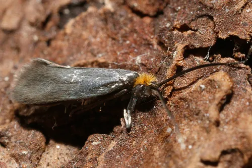 Cauchas simpliciella