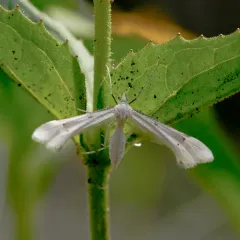 Alberta Pale Plume Moth thumbnail 3