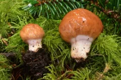 Cortinarius pavelekii thumbnail 2