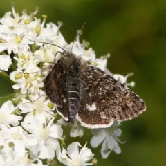 Anarta nigrolunata thumbnail 4