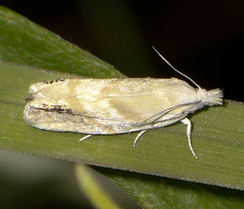 Eucosma infimbriana