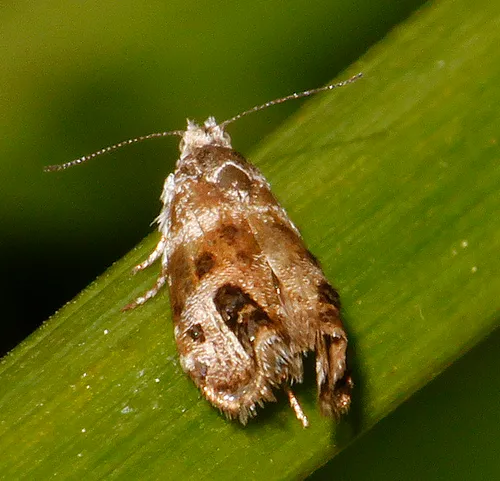 Tebenna piperella