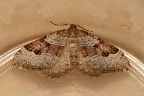 Xanthorhoe fossaria