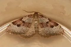Xanthorhoe fossaria thumbnail 1