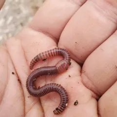 Redworm thumbnail 2