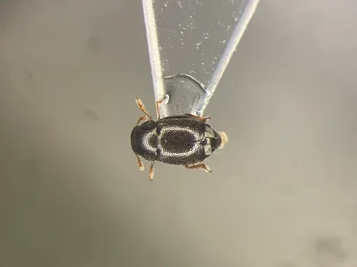 Brachypterus urticae