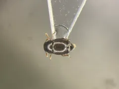Brachypterus urticae thumbnail 1