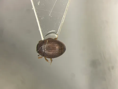 Cryptopleurum subtile