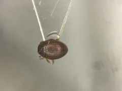 Cryptopleurum subtile thumbnail 1