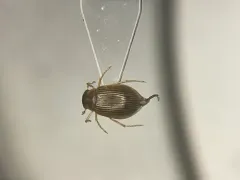 Berosus peregrinus thumbnail 2