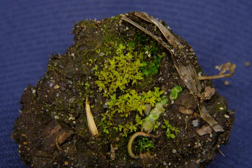 Stanford Screw-moss