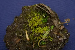 Stanford Screw-moss thumbnail 1