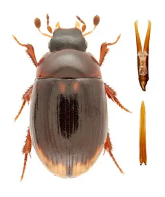 Cercyon littoralis thumbnail 2