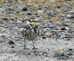 White Wagtail thumbnail 4