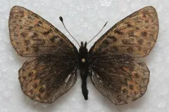 Beringian Fritillary thumbnail 2