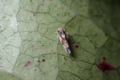 Erythroneura caetra