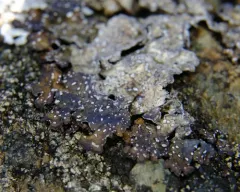 Punctelia stictica thumbnail 2