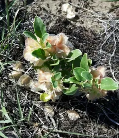 small-flowered sand-verbena thumbnail 1