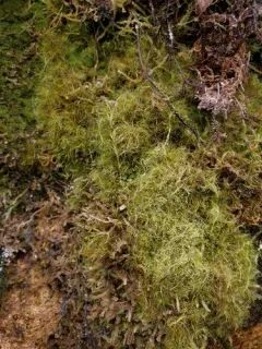 Denuded Dicranodontium Moss thumbnail 3