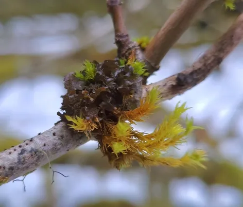 Peacock Vinyl Lichen