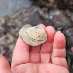 Hearty Petricola thumbnail 3