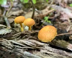 Pleuroflammula tuberculosa thumbnail 2