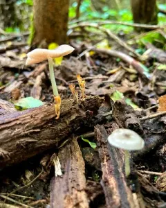 Pluteus americanus thumbnail 3