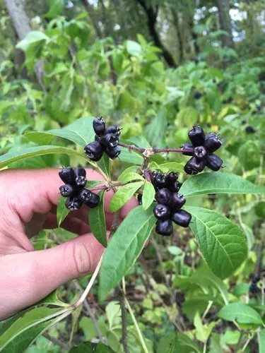 Tatarian aralia