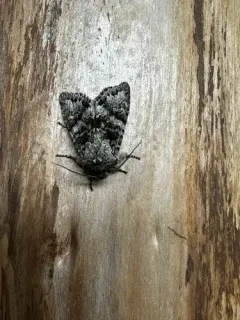 Egira cognata thumbnail 1