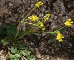 Tadpole buttercup thumbnail 2