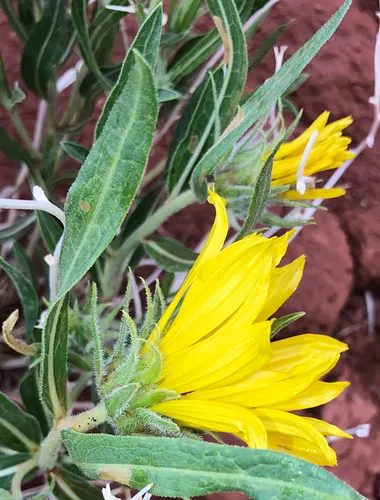 Badlands Mule-ears