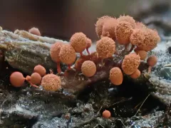 Arcyria incarnata thumbnail 2