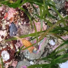Long-stalked Sea Squirt thumbnail 3