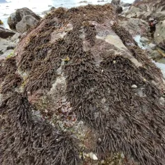 Black Pine Seaweed thumbnail 3