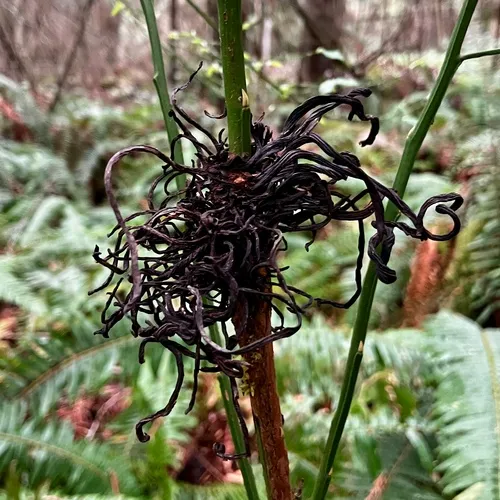 Exobasidium parvifolii