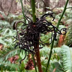 Exobasidium parvifolii thumbnail 1