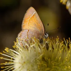 Juniper Hairstreak thumbnail 4