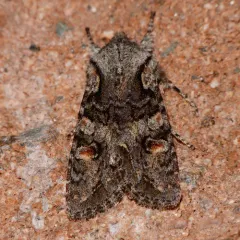Egira hiemalis thumbnail 4