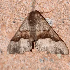 Behr's Pero Moth thumbnail 2
