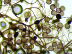 Lamproderma pulveratum thumbnail 3
